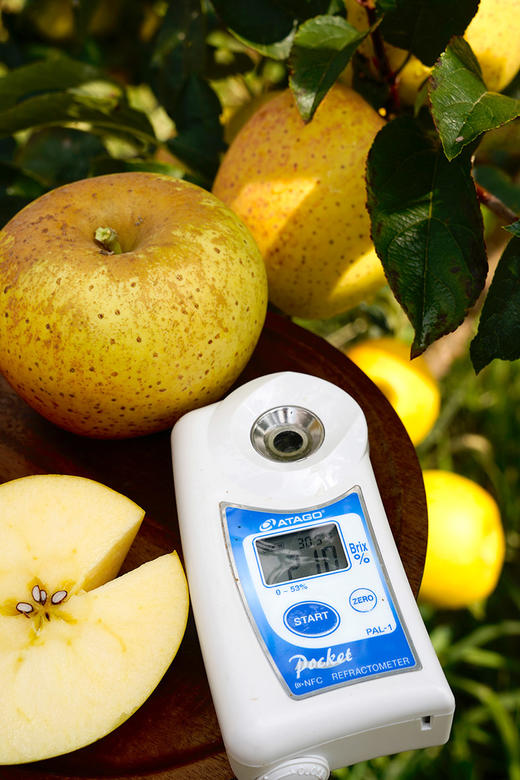 【云南维纳斯黄金苹果】甜蜜诱人，金黄果肉酥脆爽口，皮薄肉脆果汁四溢 发顺丰-CC 商品图9