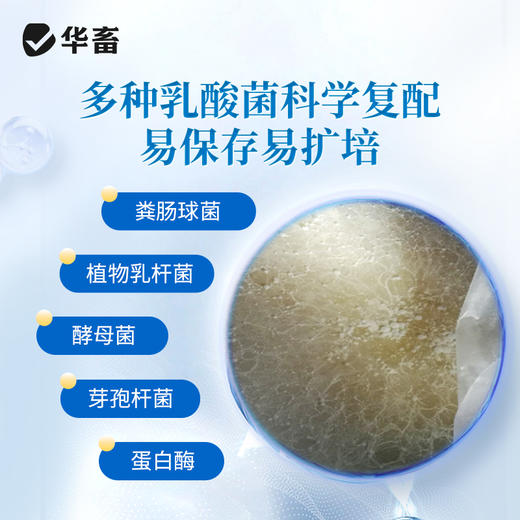 华畜乳酸菌浓缩粉发酵水产养殖专用复合芽孢杆菌有益生菌原种液药 商品图2