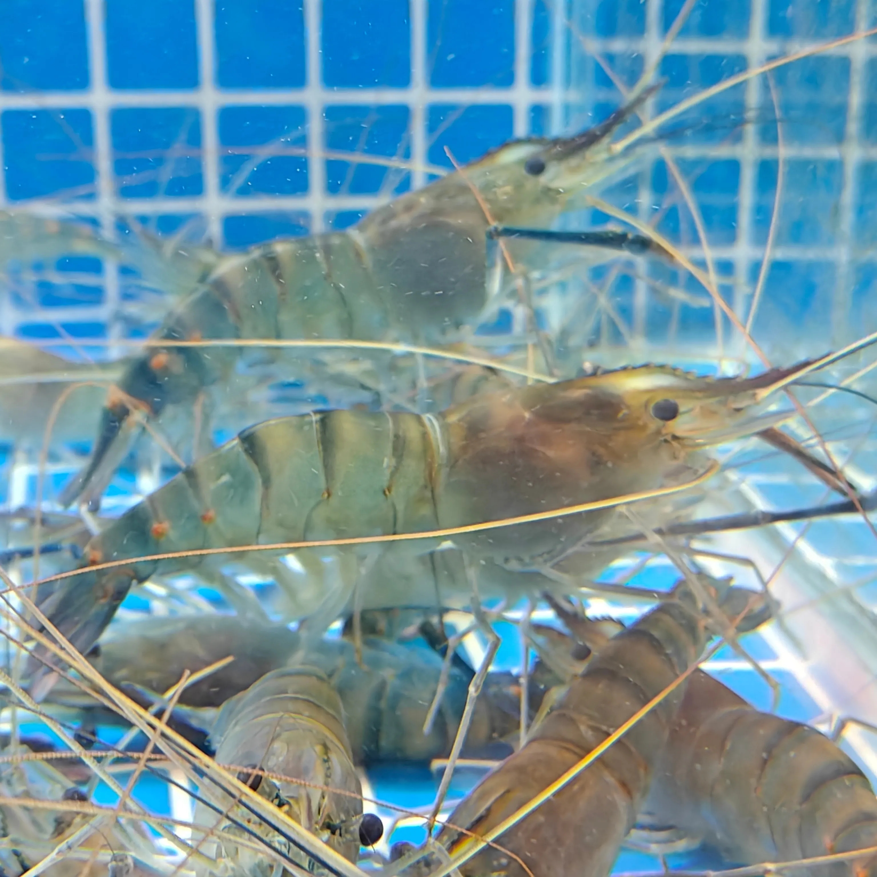 【超市】鲜活罗氏虾500g（无氧气，出水包活，到家不包活）