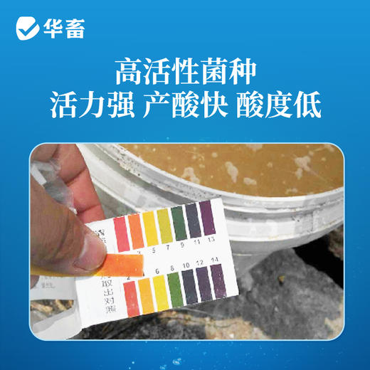 华畜乳酸菌浓缩粉发酵水产养殖专用复合芽孢杆菌有益生菌原种液药 商品图3