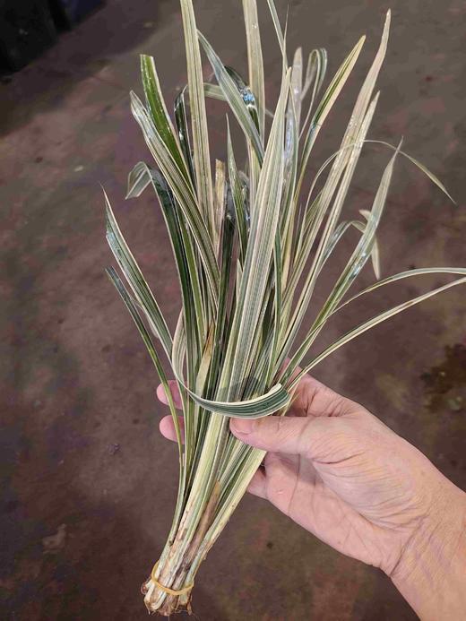 斑春兰一扎5支 商品图0