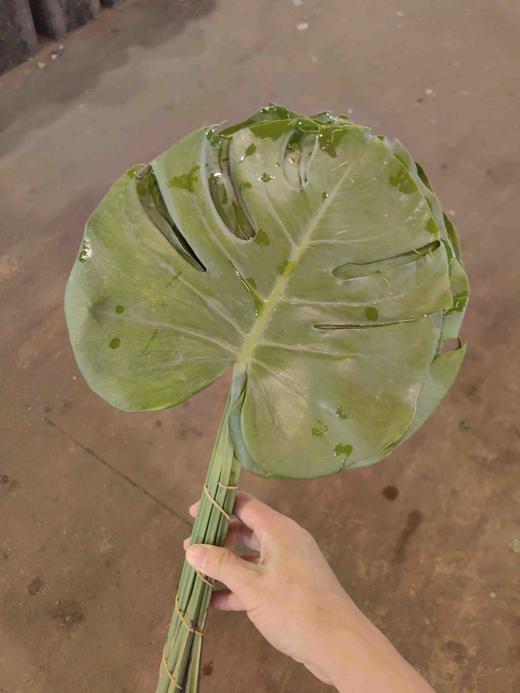 叶材龟背叶10支 商品图2