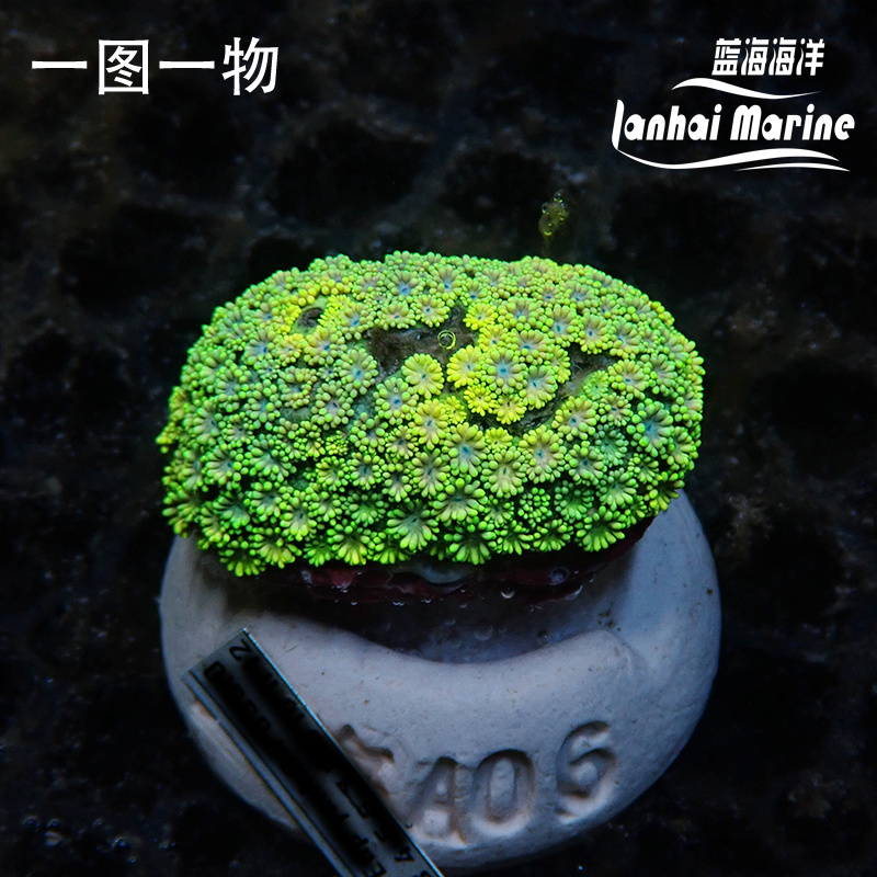 人工彩色宝石花