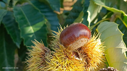 【迁西板栗】品种优异，迀西核心产地，品种发源地，单一黄金生长区，精心种植，科学管理-CC 商品图5