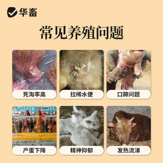 【积分兑换】华畜瘟毒清鸡鸭鹅猪牛羊抗病毒清瘟抗瘟提高免疫力 商品图1