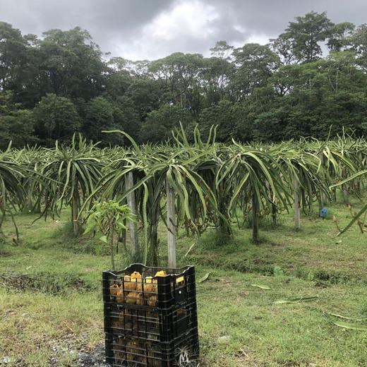 BGY一品官燕窝果（中）6粒礼盒装【分仓直发，72小时发货，周末节假日不发货】 商品图4
