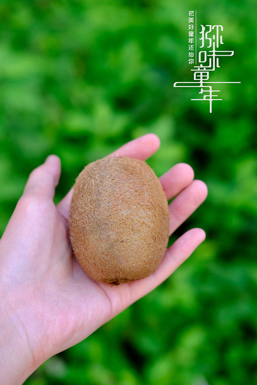 【瑞玉猕猴桃】果型扁平 果色棕褐色 果香味浓郁 极致香甜，肉质紧实细嫩，糖度要更高点-CC 商品图7