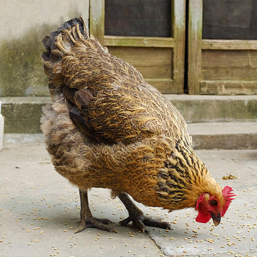 淘鲜拾光 农家果树谷饲散养老母鸡1000*1 商品图1