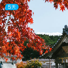 日本熊野古道丨全踏破版50KM  中边路 枫叶季 5日