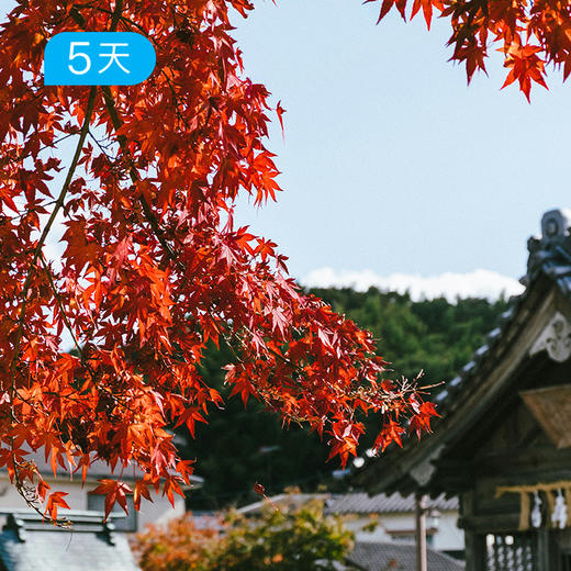 日本熊野古道丨精华版36KM 三大温泉体验   枫叶季 5日 商品图3