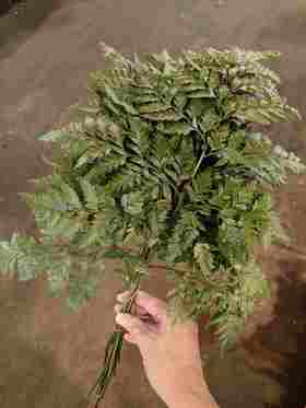 高山羊齿一扎10支