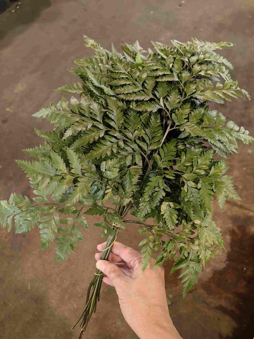 高山羊齿一扎10支 商品图0