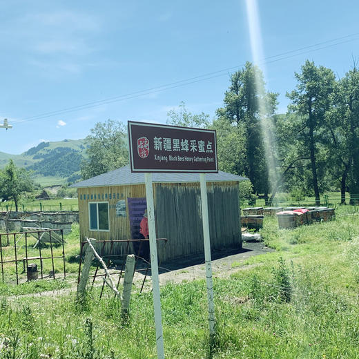 毡房姑娘·新疆伊犁黑蜂/百花蜂/薰衣草蜂蜜 多规格可选  健康滋补 商品图3