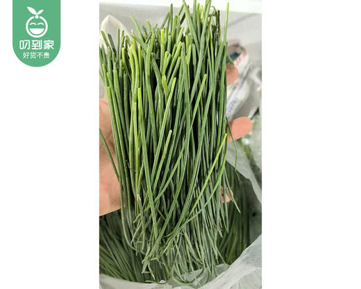 【叼鲜蔬】甘肃高原新鲜沙葱/1份（约200g） 商品图2