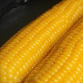 【1箱12根】禾味仙 黄糯玉米（单根14公分，240g以上）