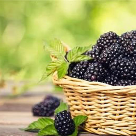 百益兴·桑葚干 256g  新疆原产含花青素 干吃泡水双美味 商品图3