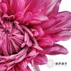 小菊 | 大头菊D457【新品测试，折痕瑕疵不售后，介意慎拍】 商品缩略图2