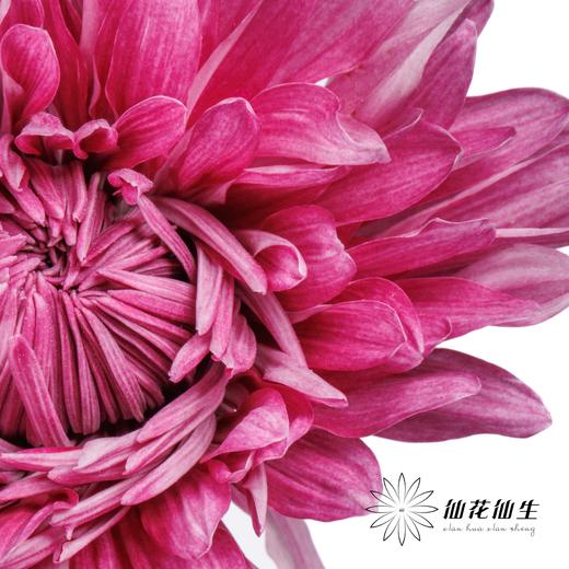 小菊 | 大头菊D457【新品测试，折痕瑕疵不售后，介意慎拍】 商品图2