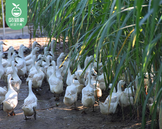姥家来菌草白骛鸭礼盒（冷冻）/1只（780-900g）生产日期：25年11月补单专用 商品图1