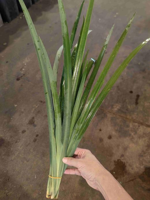 龙文兰叶子一扎5支 商品图0