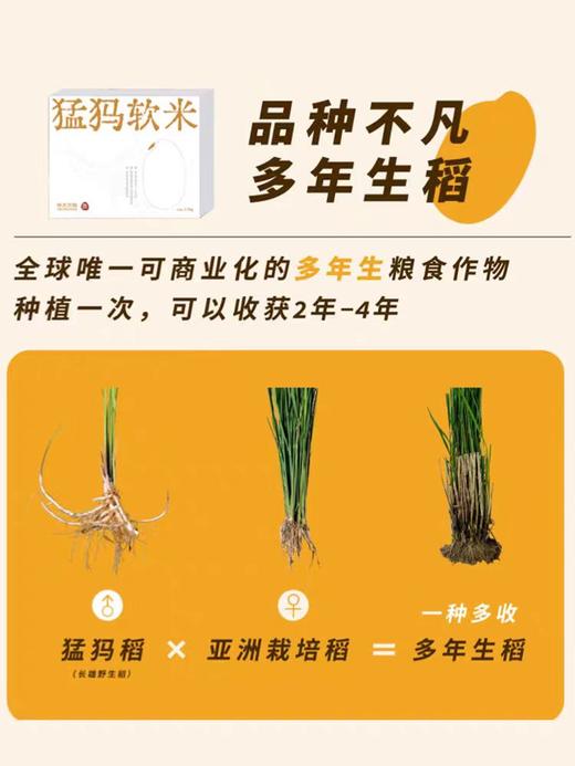 【猛犸软米】【华大万物】猛犸软米2.5kg 香甜软糯 满屋米香！ 商品图1