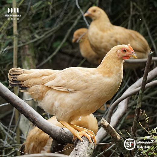 竹林散养仔公鸡 皖南土鸡 2.0-2.5斤*2只 商品图2