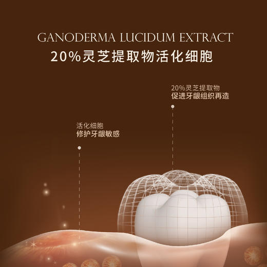 品牌直发 GraceSmile 维笑 灵芝护龈修护精华 1.2gx8支 商品图3