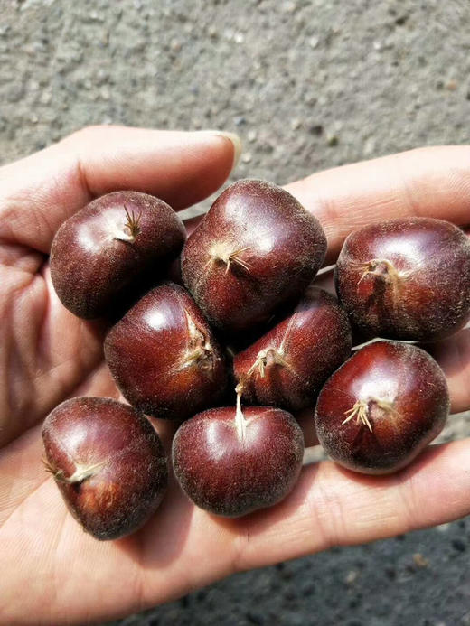 【迁西板栗】品种优异，迀西核心产地，品种发源地，单一黄金生长区，精心种植，科学管理-CC 商品图4