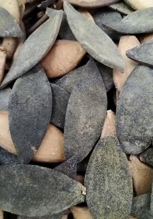 菜菜家得幸2021年化州橘红皮单爪200克||换季咽喉不适，广东妈妈说喝它管用 商品图2