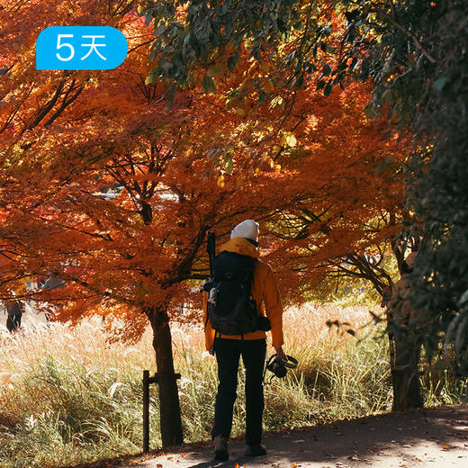 日本熊野古道丨精华版36KM 三大温泉体验   枫叶季 5日 商品图4