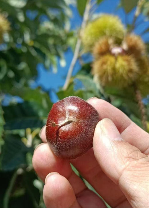 【迁西板栗】品种优异，迀西核心产地，品种发源地，单一黄金生长区，精心种植，科学管理-CC 商品图6