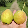 新疆库尔勒香梨 | 5斤/箱 脆甜多汁 皮薄肉厚 产地直发 应季水果 商品缩略图4
