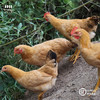 竹林散养仔公鸡 皖南土鸡 2.0-2.5斤*2只 商品缩略图3