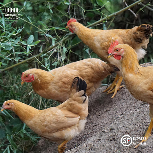 竹林散养仔公鸡 皖南土鸡 2.0-2.5斤*2只 商品图3