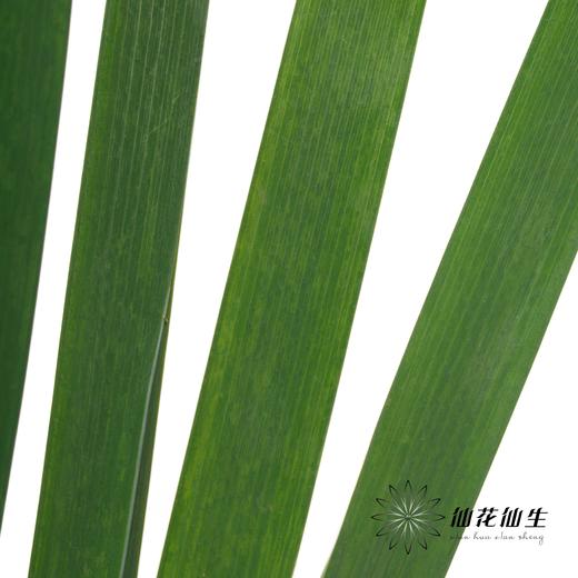 叶材| 鸢尾叶 商品图3