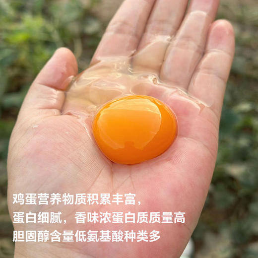 每月一囤！【预售】【散养土鸡蛋】纯粮慢养+散放觅食，拒绝激素、抗生素，拒绝高密度笼养，拒绝速成鸡，生态间小群散养。 商品图7