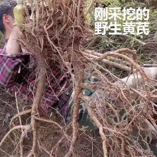 【野生黄芪】正宗野生黄芪 新货包邮 商品图5