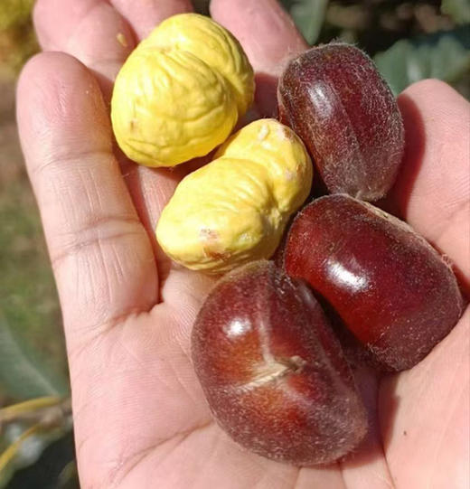 【迁西板栗】品种优异，迀西核心产地，品种发源地，单一黄金生长区，精心种植，科学管理-CC 商品图7