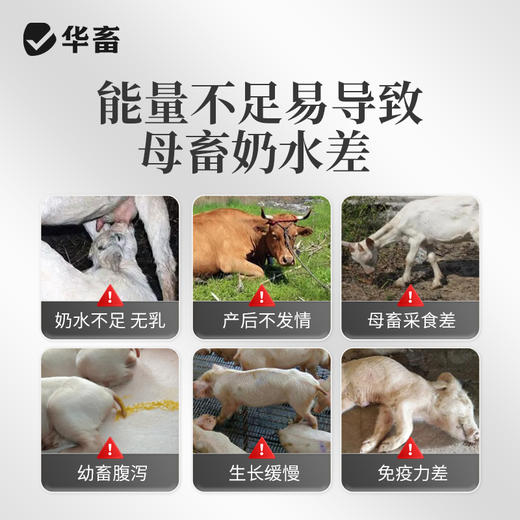 华畜母猪催奶下奶牛羊兽用奶多多饲料添加剂母畜产后催乳增奶霸王 商品图1