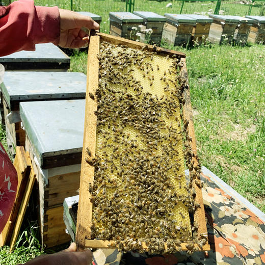 毡房姑娘·新疆伊犁黑蜂/百花蜂/薰衣草蜂蜜 多规格可选  健康滋补 商品图4