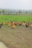 每月一囤！【预售】【散养土鸡蛋】纯粮慢养+散放觅食，拒绝激素、抗生素，拒绝高密度笼养，拒绝速成鸡，生态间小群散养。 商品缩略图3
