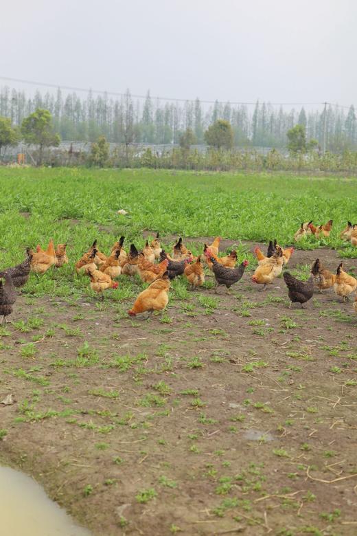 每月一囤！【预售】【散养土鸡蛋】纯粮慢养+散放觅食，拒绝激素、抗生素，拒绝高密度笼养，拒绝速成鸡，生态间小群散养。 商品图3