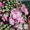 多头康乃馨.海棠 商品缩略图0
