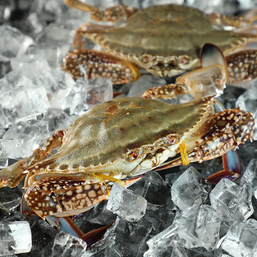 淘鲜拾光 吕四东海冷冻梭子蟹大蟹块 速冻锁鲜免处理500g*2 商品图5