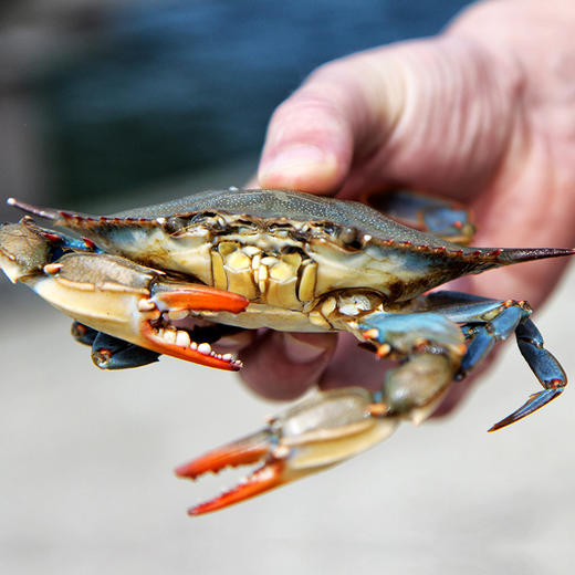 淘鲜拾光 吕四东海冷冻梭子蟹大蟹块 速冻锁鲜免处理500g*2 商品图3