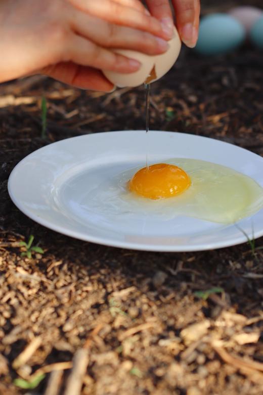 每月一囤！【预售】【散养土鸡蛋】纯粮慢养+散放觅食，拒绝激素、抗生素，拒绝高密度笼养，拒绝速成鸡，生态间小群散养。 商品图6