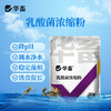 华畜乳酸菌浓缩粉发酵水产养殖专用复合芽孢杆菌有益生菌原种液药 商品缩略图1