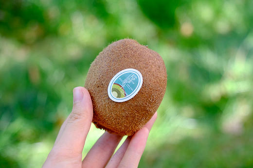 【瑞玉猕猴桃】果型扁平 果色棕褐色 果香味浓郁 极致香甜，肉质紧实细嫩，糖度要更高点-CC 商品图0