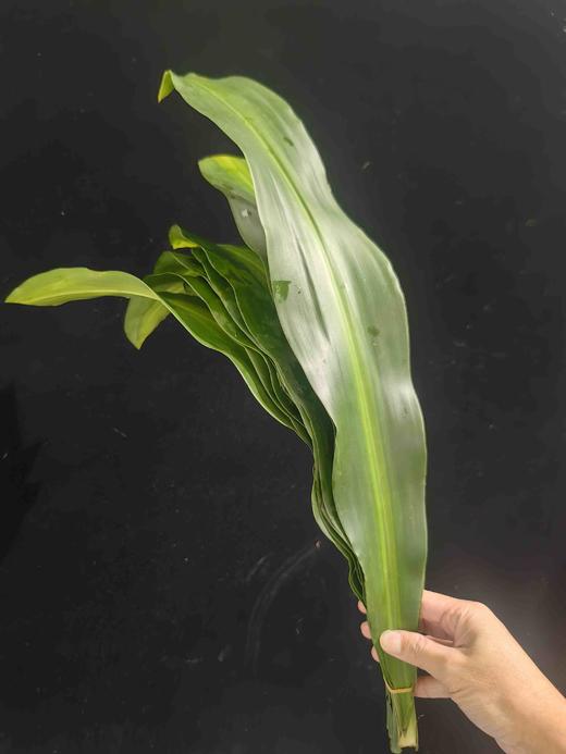 巴西叶10片 商品图0