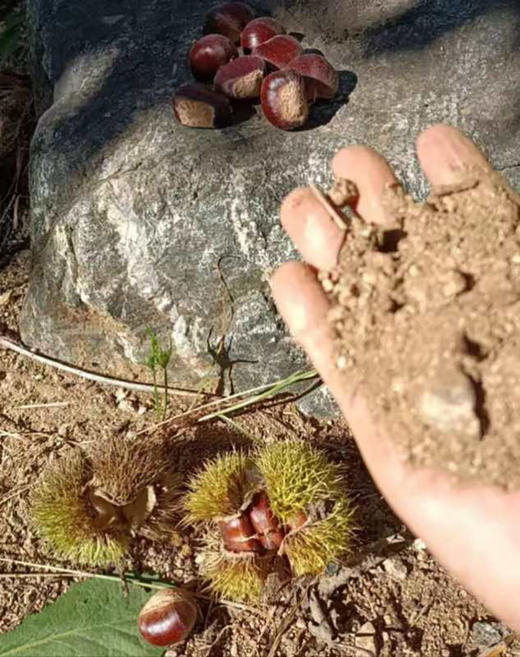 【迁西板栗】品种优异，迀西核心产地，品种发源地，单一黄金生长区，精心种植，科学管理-CC 商品图9